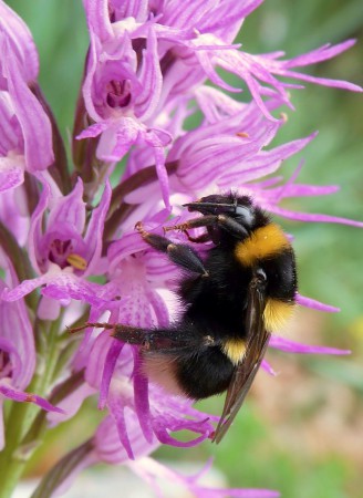 Orchis italica con Bombus terrestris